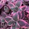 Sedum Dream Dazler